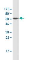 Anti-DUSP6 Mouse Monoclonal Antibody [clone: 3G2]