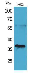 Western blot analysis of K562 cells using Anti-CD207 Antibody