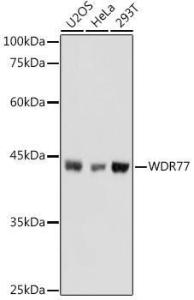 Anti-WDR77 Rabbit Polyclonal Antibody