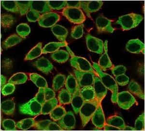 Immunofluorescent analysis of PFA-fixed HeLa cells stained with Anti-SAMD4B Antibody [PCRP-SAMD4B-1H3] followed by Goat Anti-Mouse IgG (CFand#174; 488) (Green). CFand#174; 640A Phalloidin (Red)