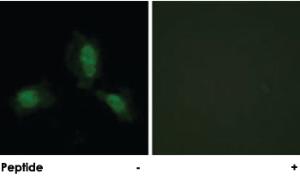 Anti-IRS1 Rabbit Polyclonal Antibody