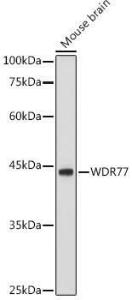 Anti-WDR77 Rabbit Polyclonal Antibody