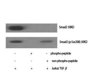 Western blot analysis of various cells using Anti-Smad3 Antibody