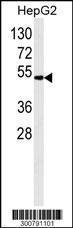 Anti-ALDH2 Mouse Monoclonal Antibody (APC (Allophycocyanin)) [clone: 138CT22.3.8]