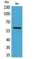 Western blot analysis of 293 cells using Anti-ALPPL2 Antibody