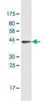 Anti-SF1 Mouse Monoclonal Antibody [clone: 2E12]