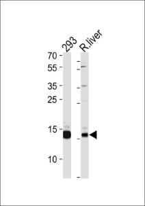 Anti-SUMO, Pan Rabbit Polyclonal Antibody (FITC (Fluorescein))