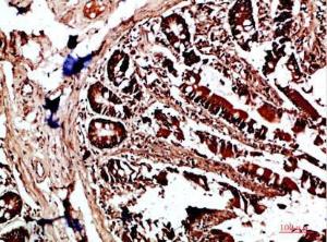 Immunohistochemical analysis of paraffin-embedded human colon using Anti-HLA-DQA1 Antibody