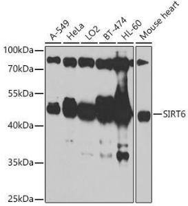 Antibody A305602-100 100 µl