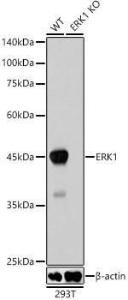 Western blot analysis of extracts from wild type(WT) and ERK1 knockout (KO) 293T cells, using Anti-ERK1 Antibody [ARC2591] (A306776) at 1:1000 dilution