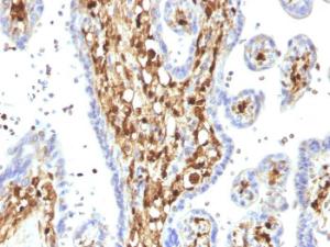 Immunohistochemical analysis of formalin-fixed, paraffin-embedded human placenta using Anti-S100A4 Antibody [S100A4/1482]