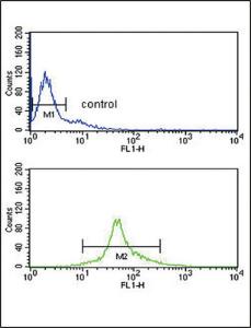 Anti-IRF5 Rabbit Polyclonal Antibody