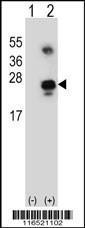 Anti-GADD45A Rabbit polyclonal antibody