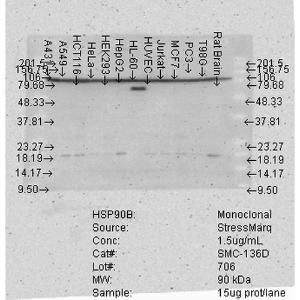 Western blot analysis of human Cel