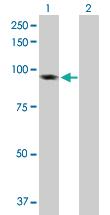 Anti-BAP1 Mouse Polyclonal Antibody