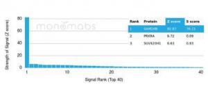 Analysis of protein array containing more than 19,000 full-length human proteins using Anti-SAMD4B Antibody [PCRP-SAMD4B-1H3]