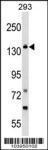 Anti-GAK Rabbit polyclonal antibody