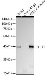 Immunoprecipitation analysis of 300 µg extracts of HeLa cells using 3 µg of Anti-ERK1 Antibody [ARC2591] (A306776). This Western blot was performed on the immunoprecipitate using Anti-ERK1 Antibody [ARC2591] (A306776) at a dilution of 1:1000