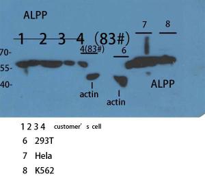 Western blot analysis of customer's sample using Anti-ALPPL2 Antibody