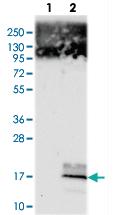 Anti-DEXI Rabbit Polyclonal Antibody