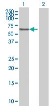 Anti-TUBA1C Mouse Polyclonal Antibody