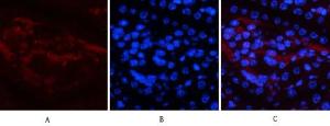 Immunofluorescence analysis of mouse kidney tissue using Anti-NF-kappaB p65 (phospho Ser536) Antibody (red) at 1:200 (4°C overnight). Cy3 labelled secondary antibody was used at 1:300 (RT 50min). Panel A: Target. Panel B: DAPI. Panel C: Merge