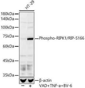 Western blot analysis of HT-29, using Anti-RIP (phospho Ser166) Antibody (A308005) at 1:1000 dilution