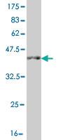 Anti-LHX4 Mouse Monoclonal Antibody [clone: 4D7]