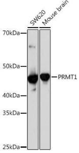 Antibody A306779-100 100 µl