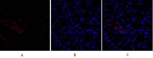 Immunofluorescence analysis of mouse kidney tissue using Anti-Smad3 Antibody (red) at 1:200 (4°C overnight) Cy3 labelled secondary antibody was used at 1:300 (RT 50min) Panel A: Target Panel B: DAPI Panel C: Merge