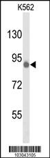 Anti-GAB1 Mouse Monoclonal Antibody