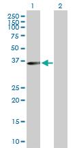 Anti-MLST8 Mouse Polyclonal Antibody