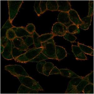 Immunofluorescent analysis of PFA-fixed HeLa cells stained with Anti-PHF10 Antibody [PCRP-PHF10-2A10] followed by Goat Anti-Mouse IgG (CFand#174; 488) (Green). CFand#174; 640A Phalloidin (Red)