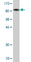 Anti-YY1AP1 Mouse Monoclonal Antibody [clone: 2G7]