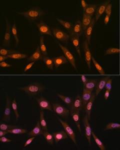 Antibody A306779-100 100 µl