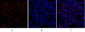 Immunofluorescence analysis of rat lung tissue using Anti-Smad3 Antibody (red) at 1:200 (4°C overnight) Cy3 labelled secondary antibody was used at 1:300 (RT 50min) Panel A: Target Panel B: DAPI Panel C: Merge