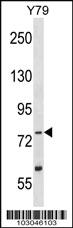 Anti-TLK2 Rabbit Polyclonal Antibody