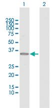 Anti-MLST8 Rabbit Polyclonal Antibody