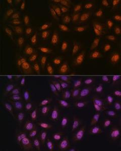 Antibody A306779-100 100 µl