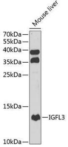 Western blot analysis of extracts of mouse liver, using Anti-IGFL3 Antibody (A12086) at 1:1,000 dilution