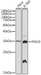 Anti-PEX19 Rabbit Monoclonal Antibody [clone: ARC2395]