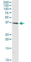 Anti-MLST8 Rabbit Polyclonal Antibody