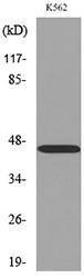 Western blot analysis of lysate from K562 cells using Anti-CD177 Antibody