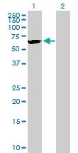 Anti-AMIGO3 Mouse Polyclonal Antibody