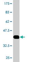 Anti-HAAO Mouse Monoclonal Antibody [clone: 4D1]