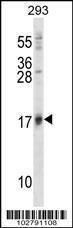 Anti-ISG15 Rabbit Polyclonal Antibody (FITC (Fluorescein))