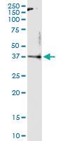 Anti-MLST8 Rabbit Polyclonal Antibody