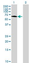 Anti-C7orf38 Mouse Polyclonal Antibody