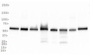 Anti-MFN1 Mouse Monoclonal Antibody (DyLight® 550) [clone: 11E9-1H12]