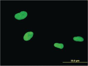 Anti-ZKSCAN4 Mouse Monoclonal Antibody [clone: 1D2]